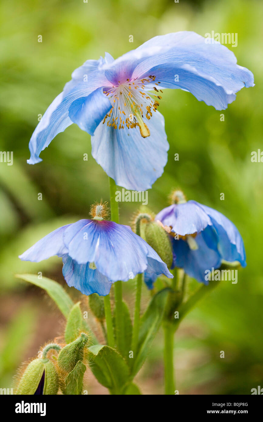 Meconopsis grandis 'Himalayan Blue Poppy' Stock Photo