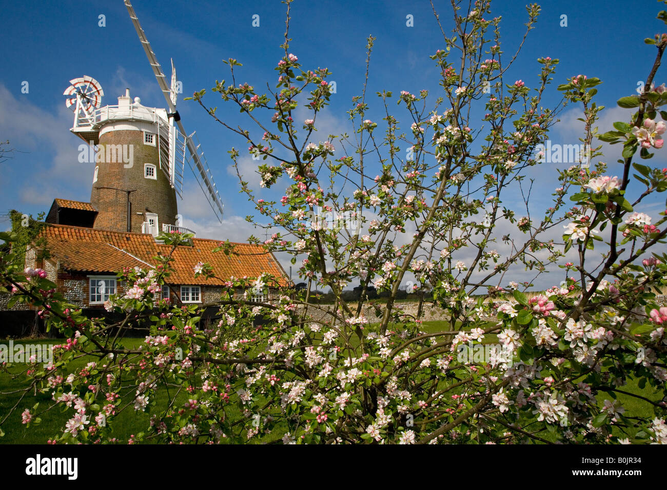 Cley Village and Windmill on the North Norfolk Coast England in Spring with apple blossom Stock Photo