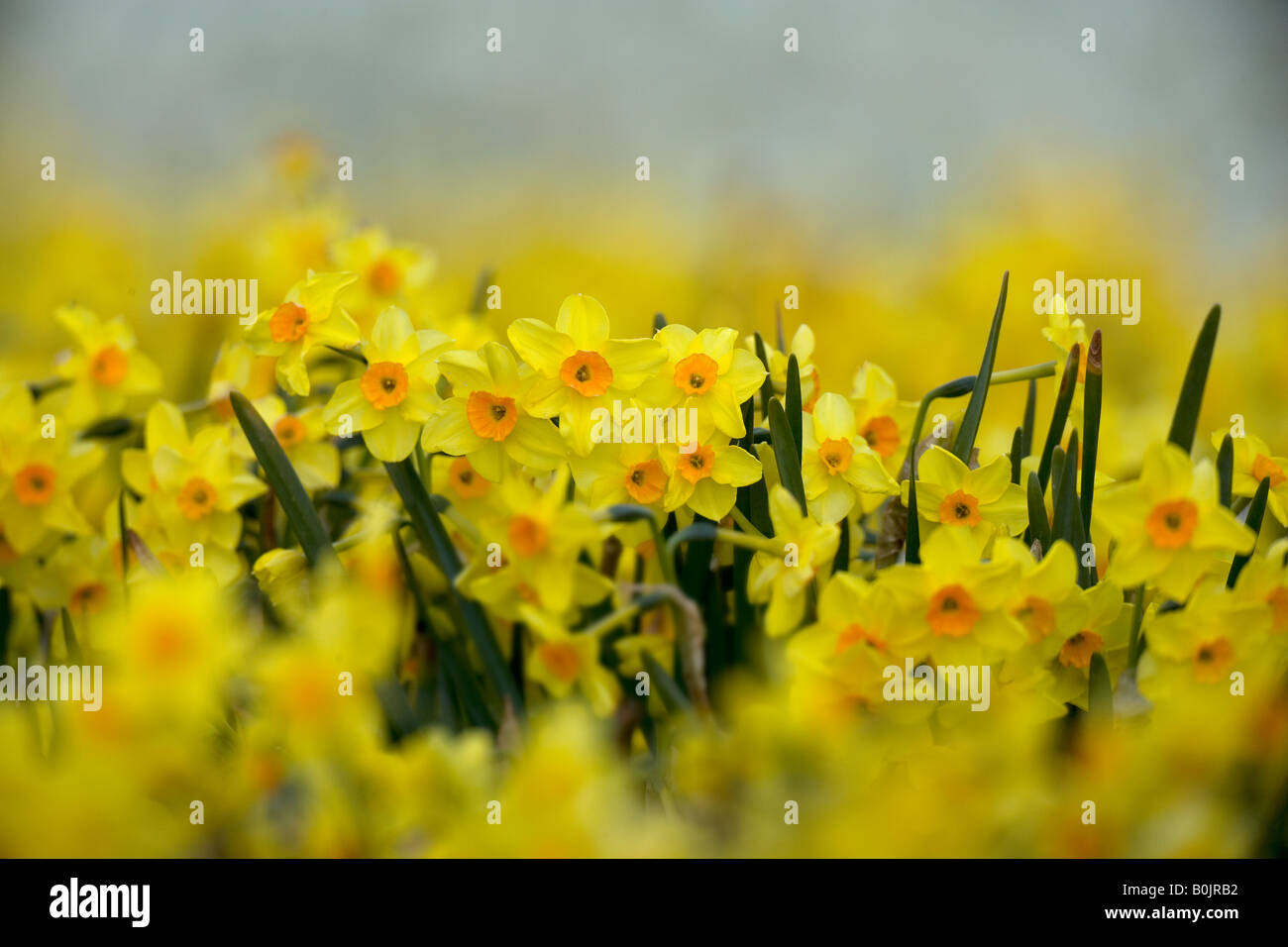 Commercial Daffodils Growing Happisburgh Norfolk March UK Stock Photo Alamy