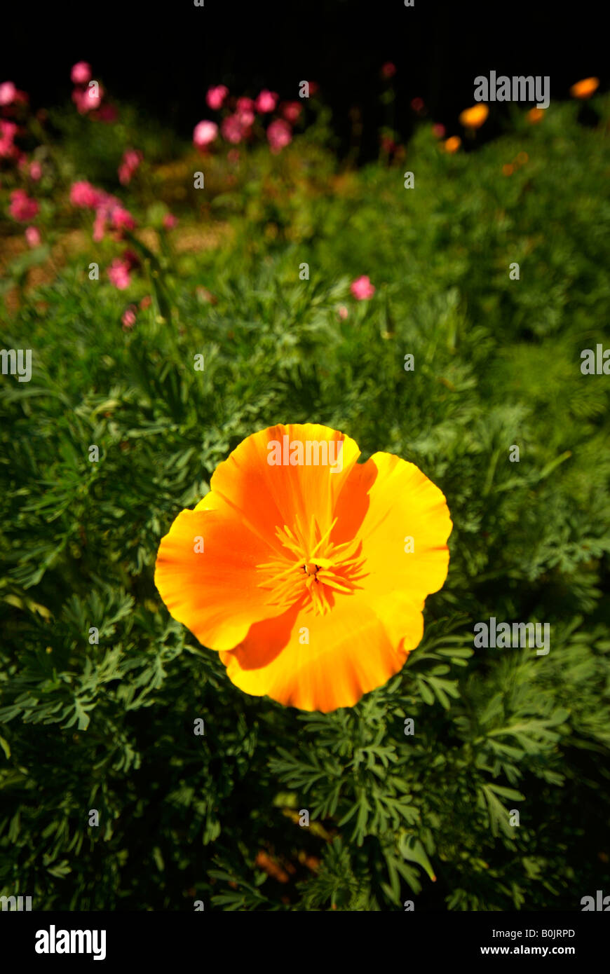 A single Californian Poppy (Eschscholzia californica) flowering in a garden. Stock Photo