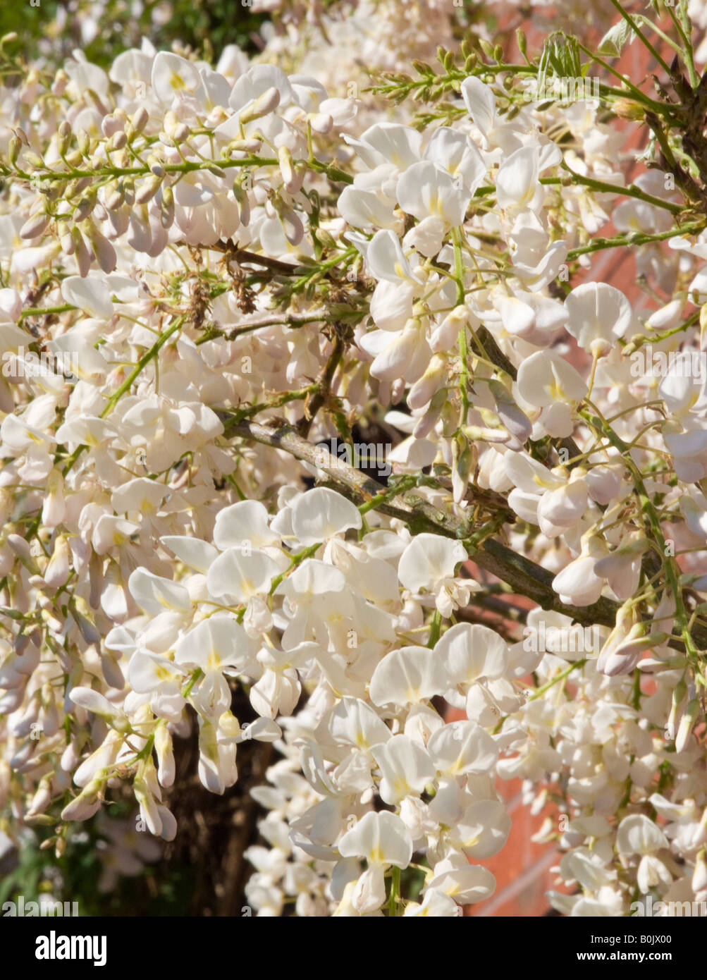 Closeup of White Flowered Wisteria Floribunda Alba in a Cheshire Garden England United Kingdom Stock Photo