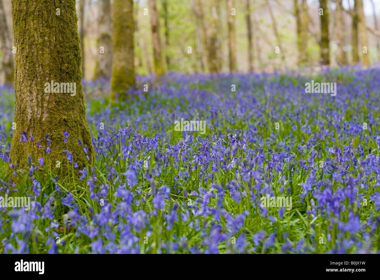 The Bluebell Carpet Stock Photo - Alamy