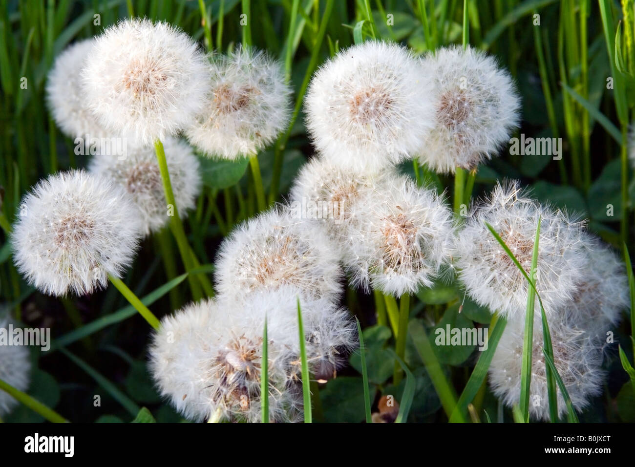 A bunch of dandelions on the spring field. Stock Photo