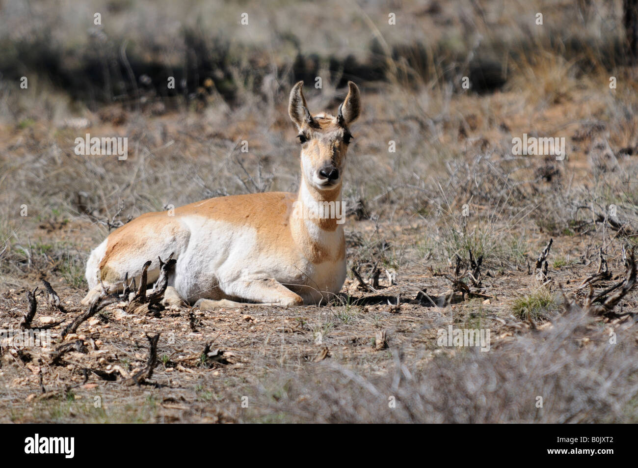 Pronghorn Antelope lying down in wood at Bryce Canyon Stock Photo