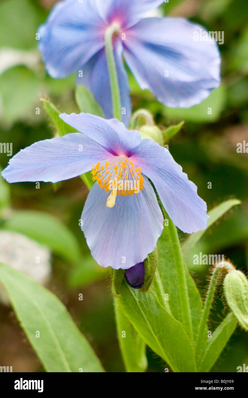 Meconopsis grandis 'Himalayan Blue Poppy' Stock Photo