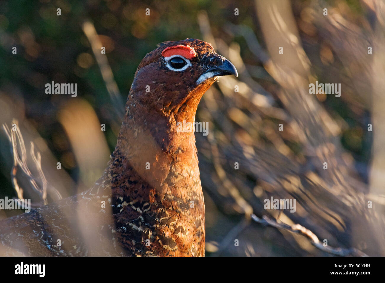 Male Red Grouse peering out from behind dead heather. Stock Photo