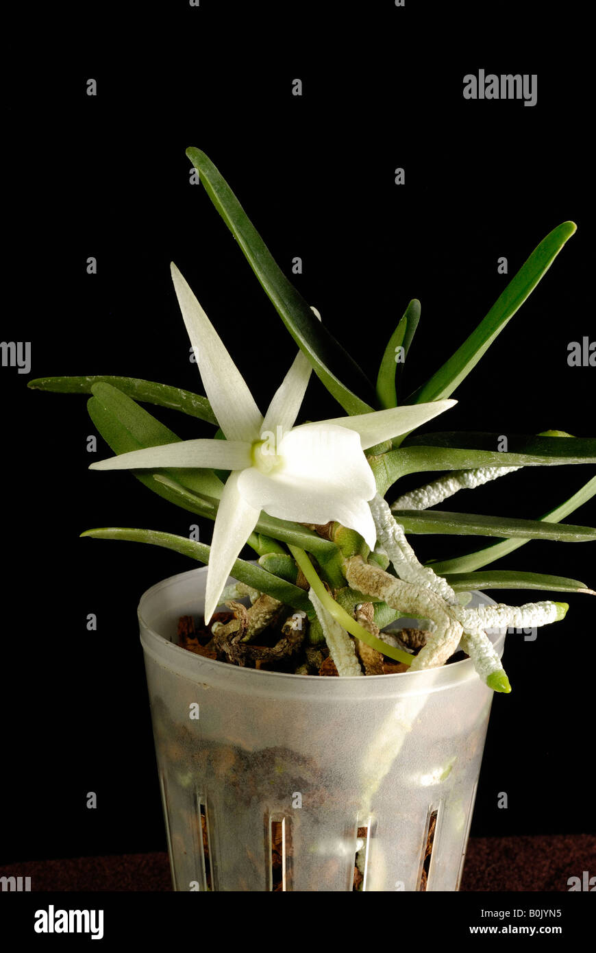 Angraecum didieri in flower Stock Photo