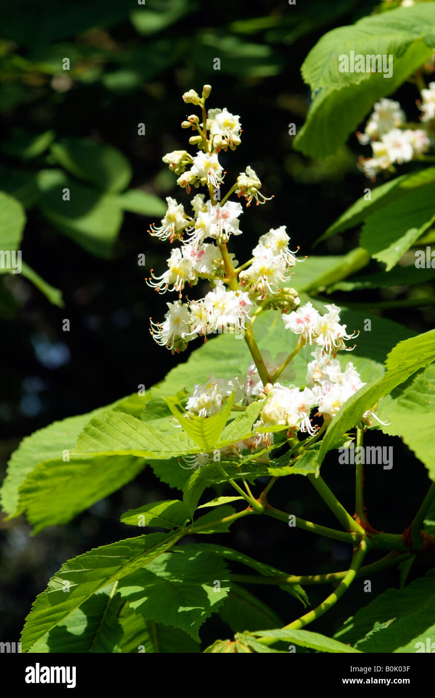 Horse Chestnut Tree Flowers in Bloom England UK Stock Photo Alamy