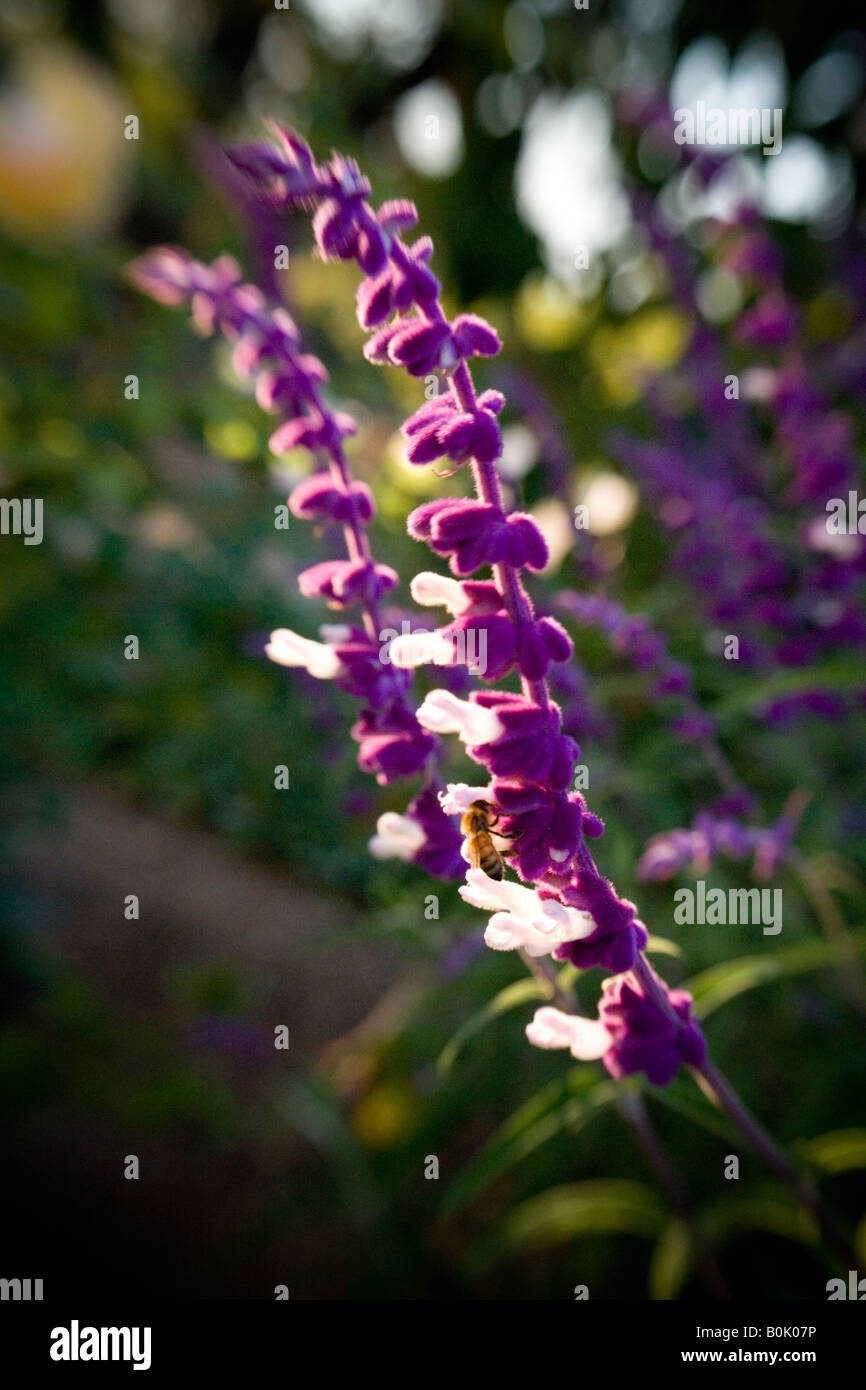 Purple flowers with bee Stock Photo