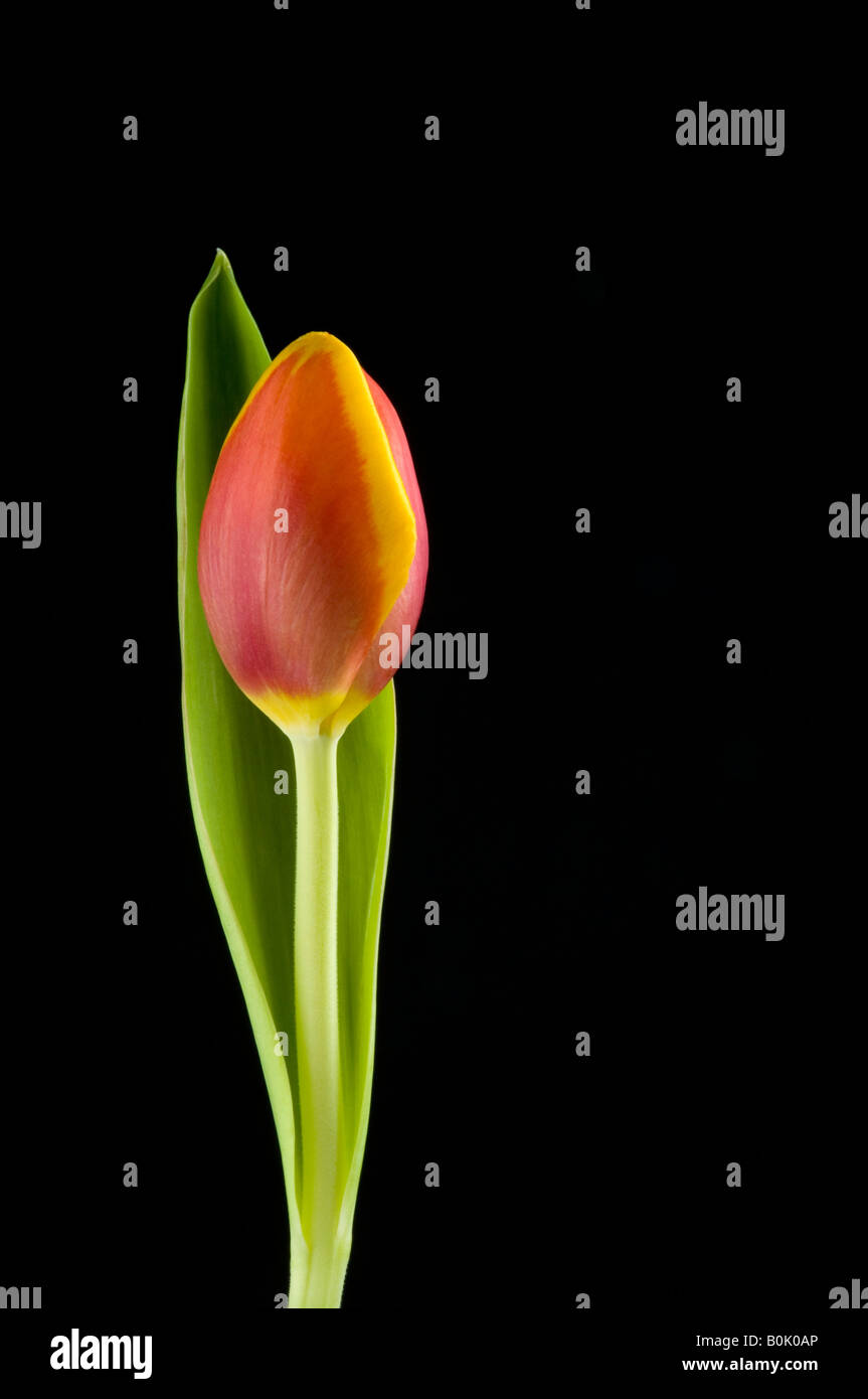 Tulip On Black Background High Resolution Stock Photography And Images Alamy