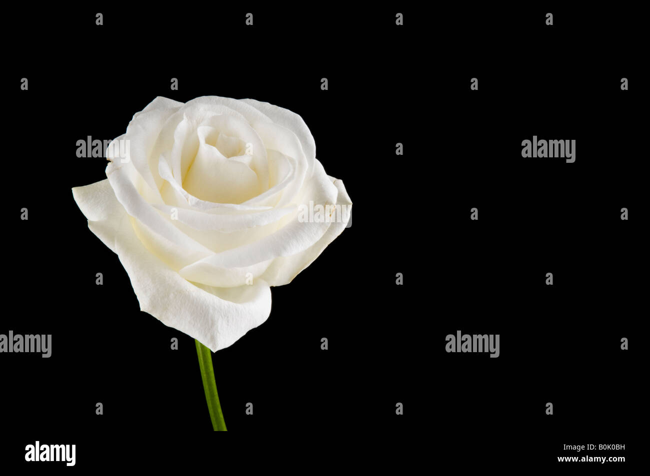White rose on black background Stock Photo - Alamy