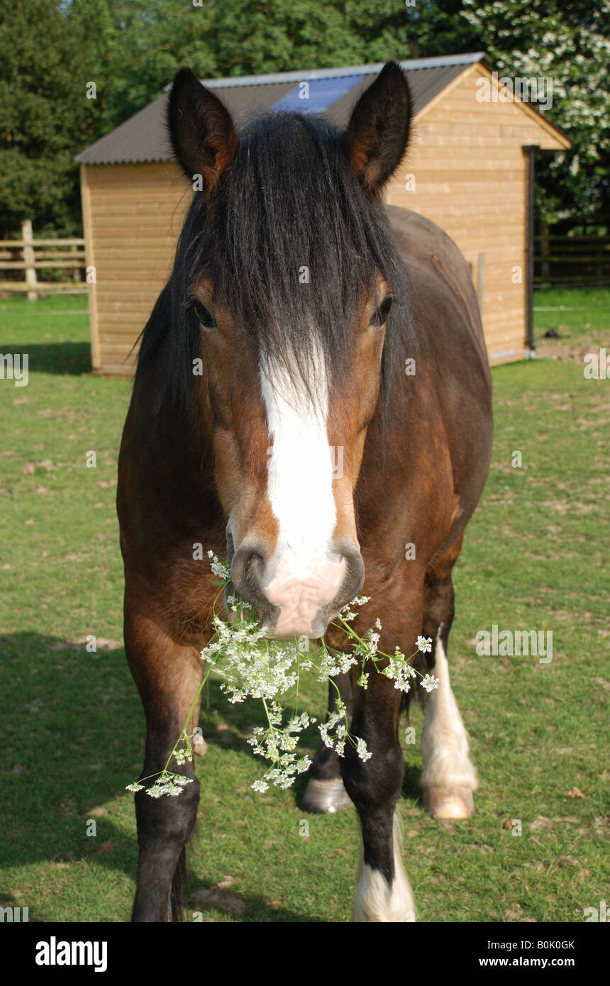 A horse eating cow parsley Stock Photo Alamy