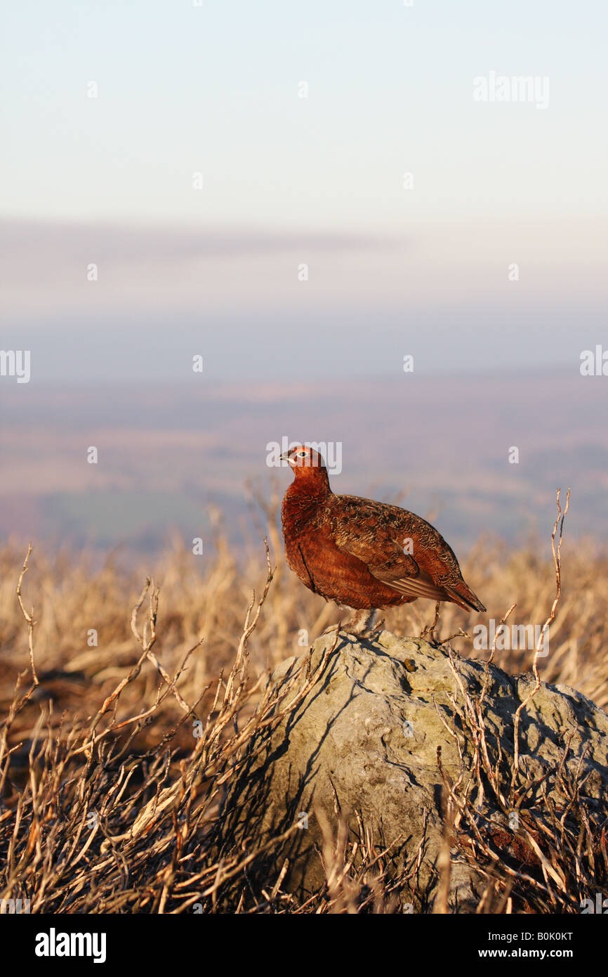 male Red Grouse in breeding plumage standing on a rock. Stock Photo