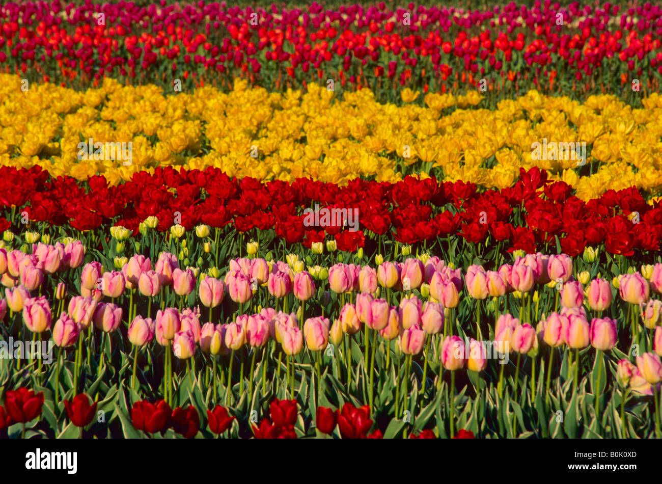 A field of red pink and yellow tulips La Conner Washington USA Stock ...