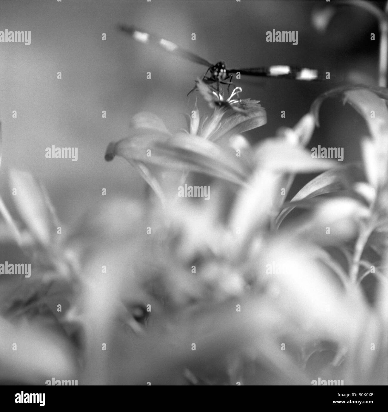 Butterfly in botanical garden Black and White Stock Photos & Images - Alamy
