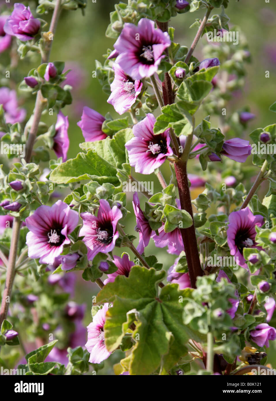 purple tree mallow purple tree mallow