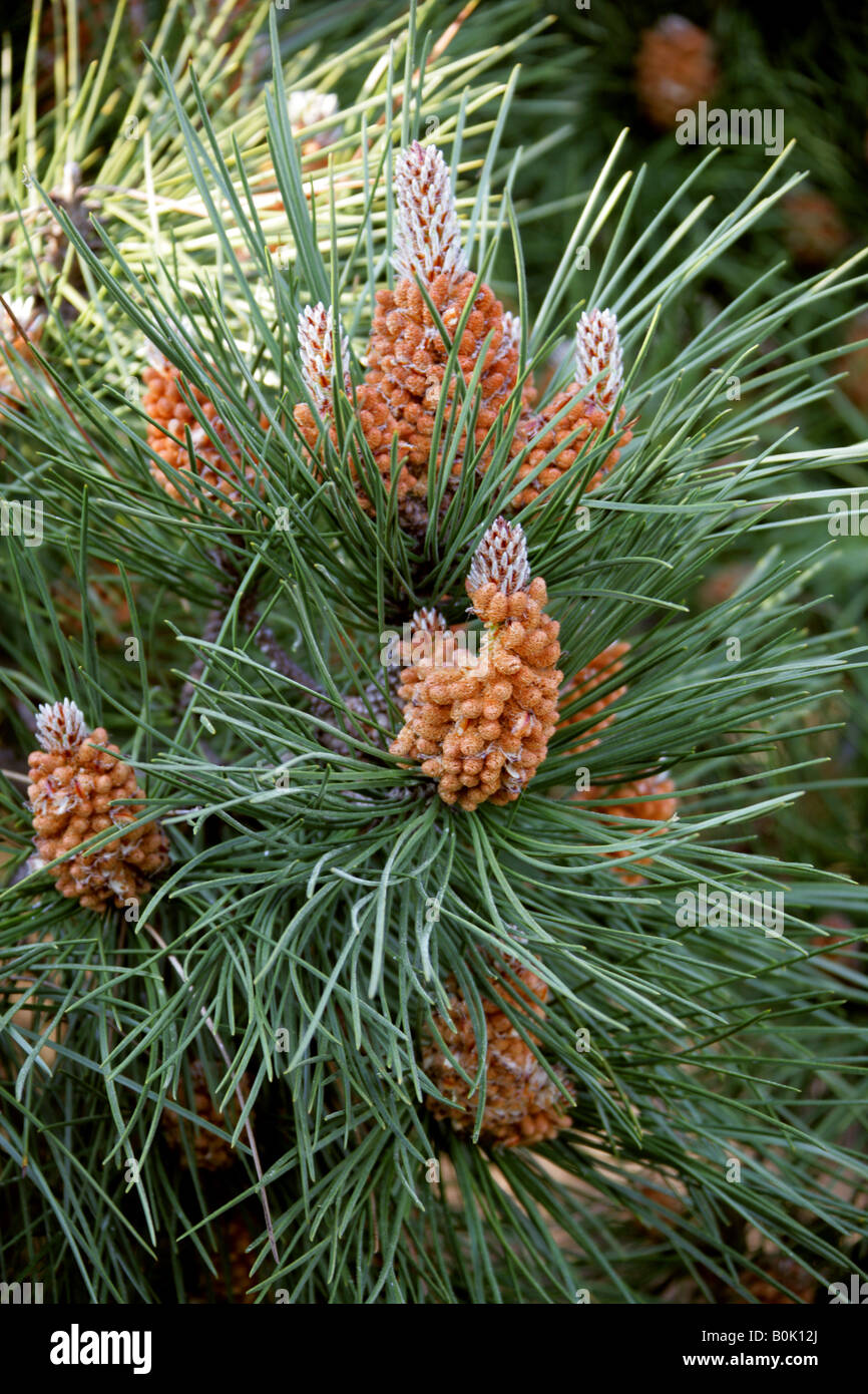 Mountain Pine aka Mugo Pine Pinus mugo Pinaceae Male Flower Inflorescence Stock Photo