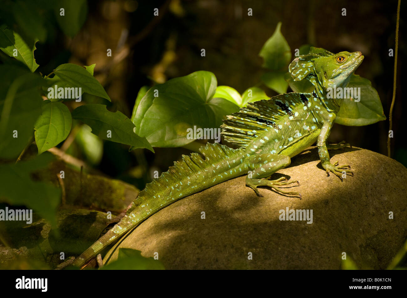 COSTA RICA Emerald Basilik Lizard or Jesus Christ Lizard in rainforest Stock Photo