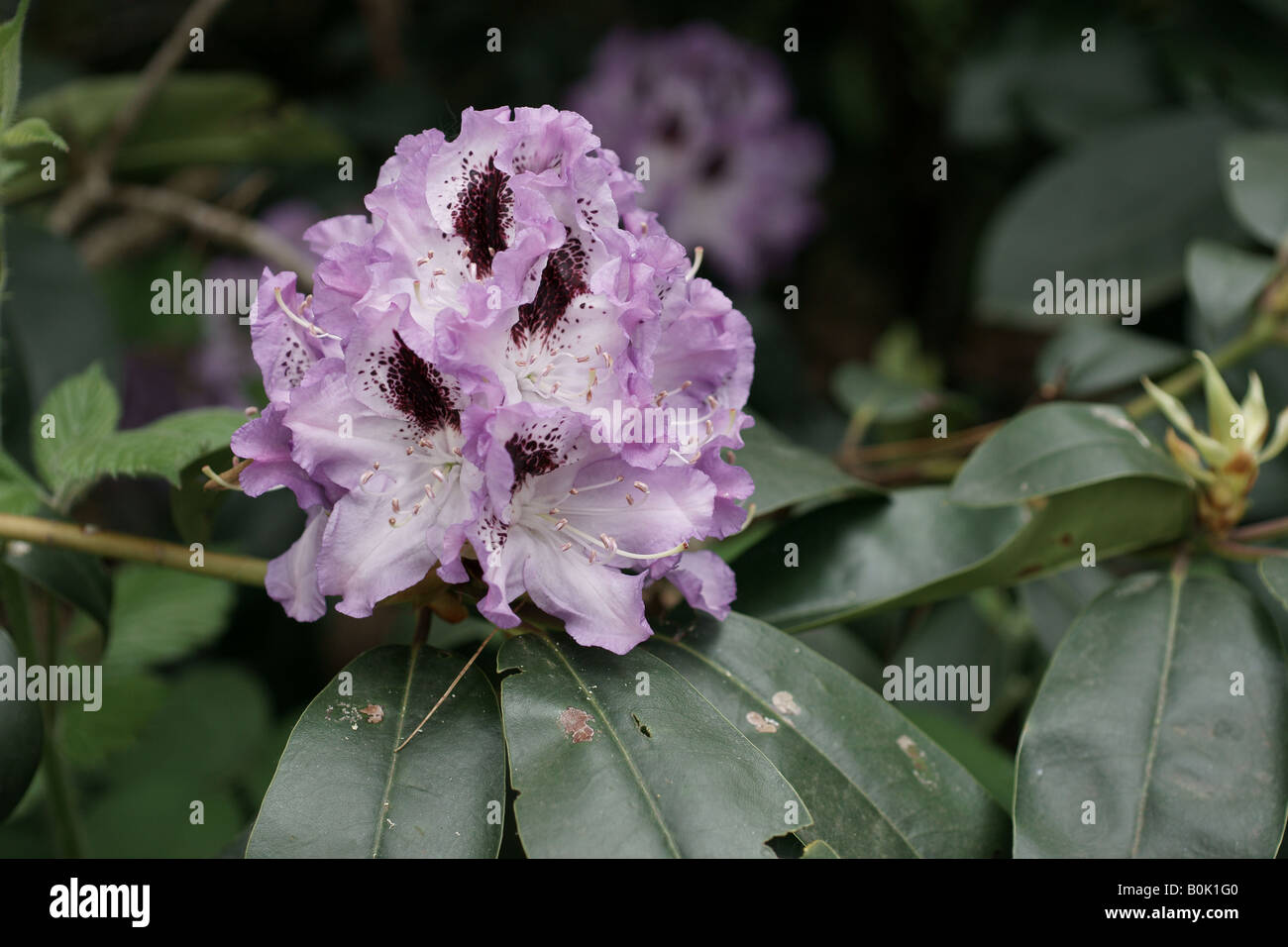 A purple Azalea in full bloom Stock Photo - Alamy