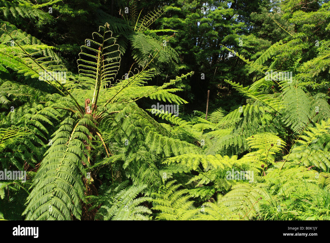 Australian tree ferns Sphaeropteris cooperi in Caldeira Velha Park Sao Miguel island Azores Portugal Stock Photo