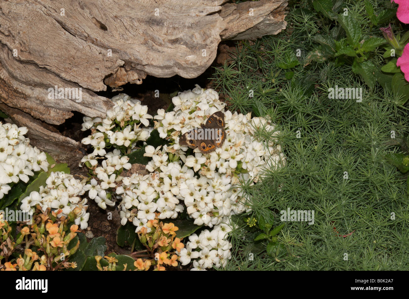 Buckeye butterfly Stock Photo