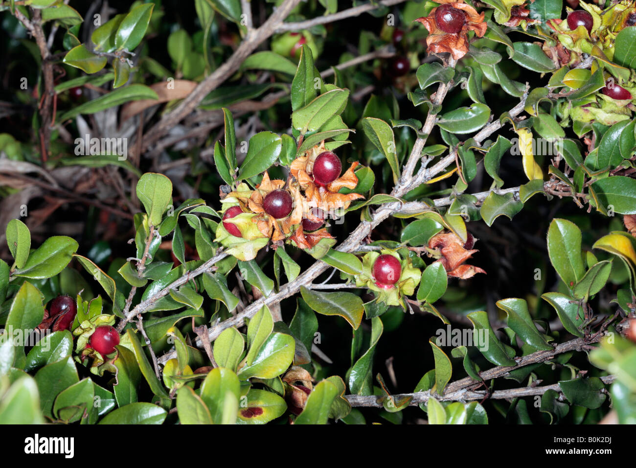 Bladder Nut/Bladder-nut/Blackbark/Black bark fruits- Diospyros whyteana- Family Ebenaceae Stock Photo