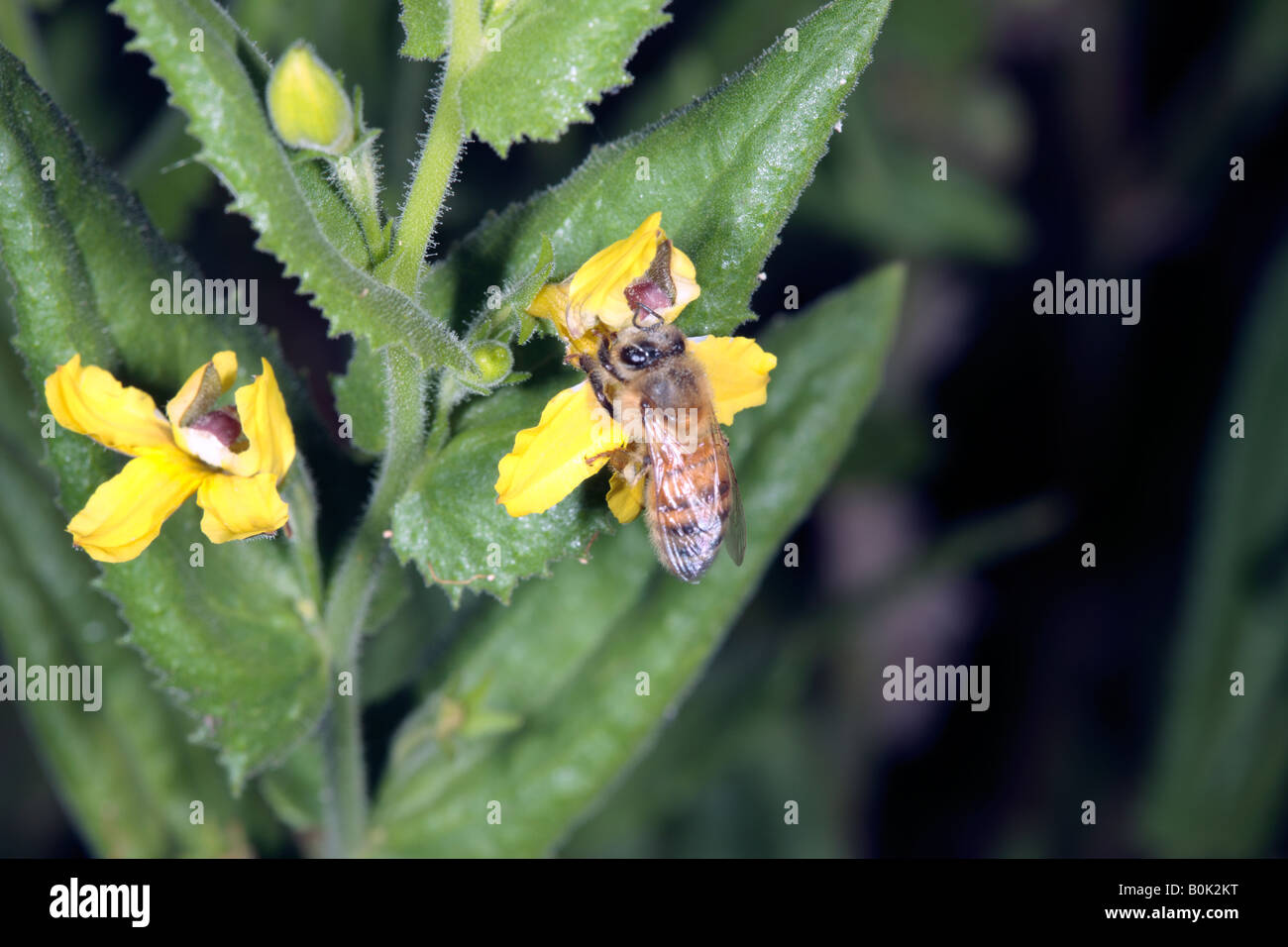 Honey Bee [Apis mellifera] collecting pollen from Goodenia amplexans [Family Goodeniaceae] Stock Photo