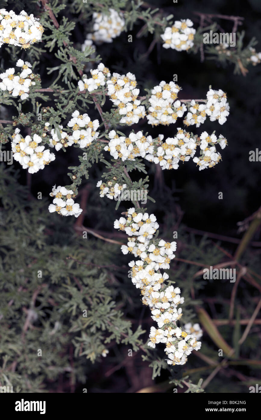 Close-up young blooms of Cape Snow Bush / Kapokbossie / Sandveld /  Wild Rosemary- Eriocephalus africanus - Family Asteraceae Stock Photo