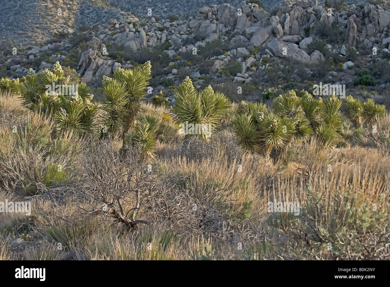 Flower spike of the Joshua Tree Stock Photo