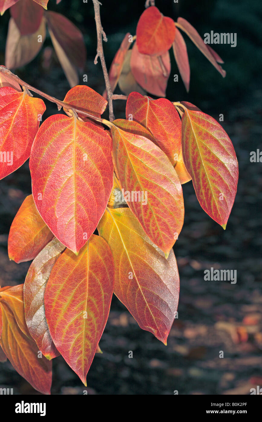 Japanese Date Plum Leaf in Autumn/Kaki Tree-Diospyros kaki-Family Ebenaceae Stock Photo