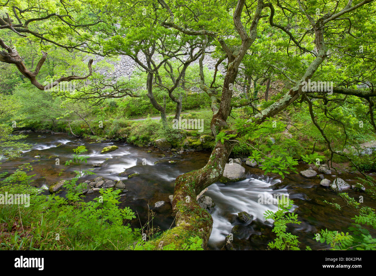 Spring brings a lush green canopy to Watersmeet in Exmoor National Park Devon England Stock Photo