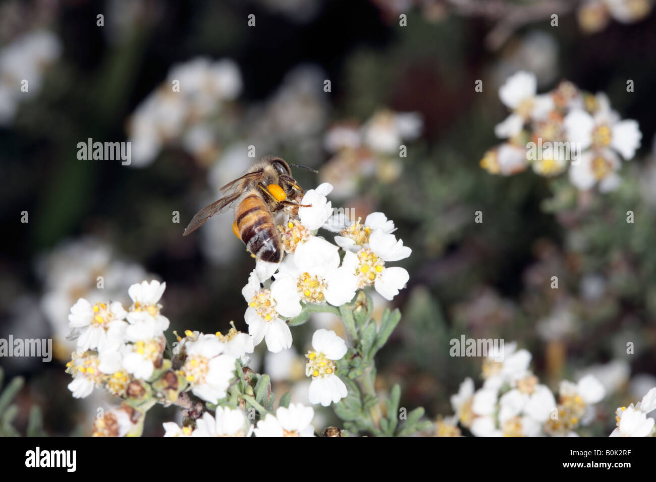 Wild Rosemary [Family Asteraceae] and Honey Bee-Eriocephalus africanus and Apis mellifera Stock Photo