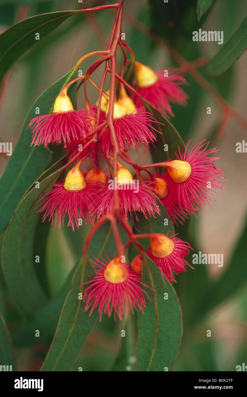 Eucalyptus tree leaves australia drought hires stock photography and