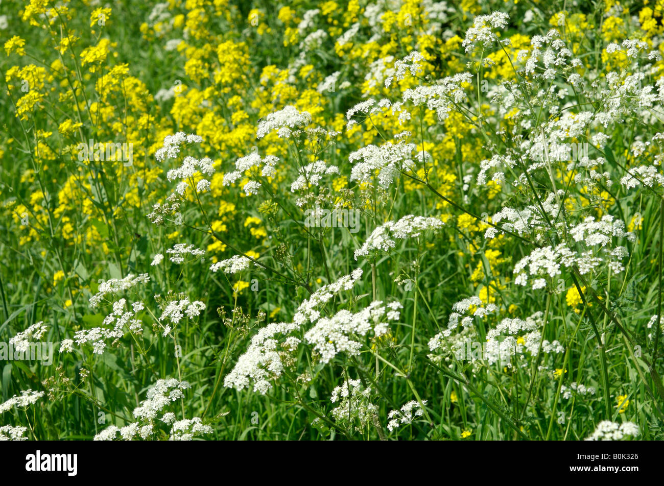 A field of yellow and white weeds Stock Photo Alamy