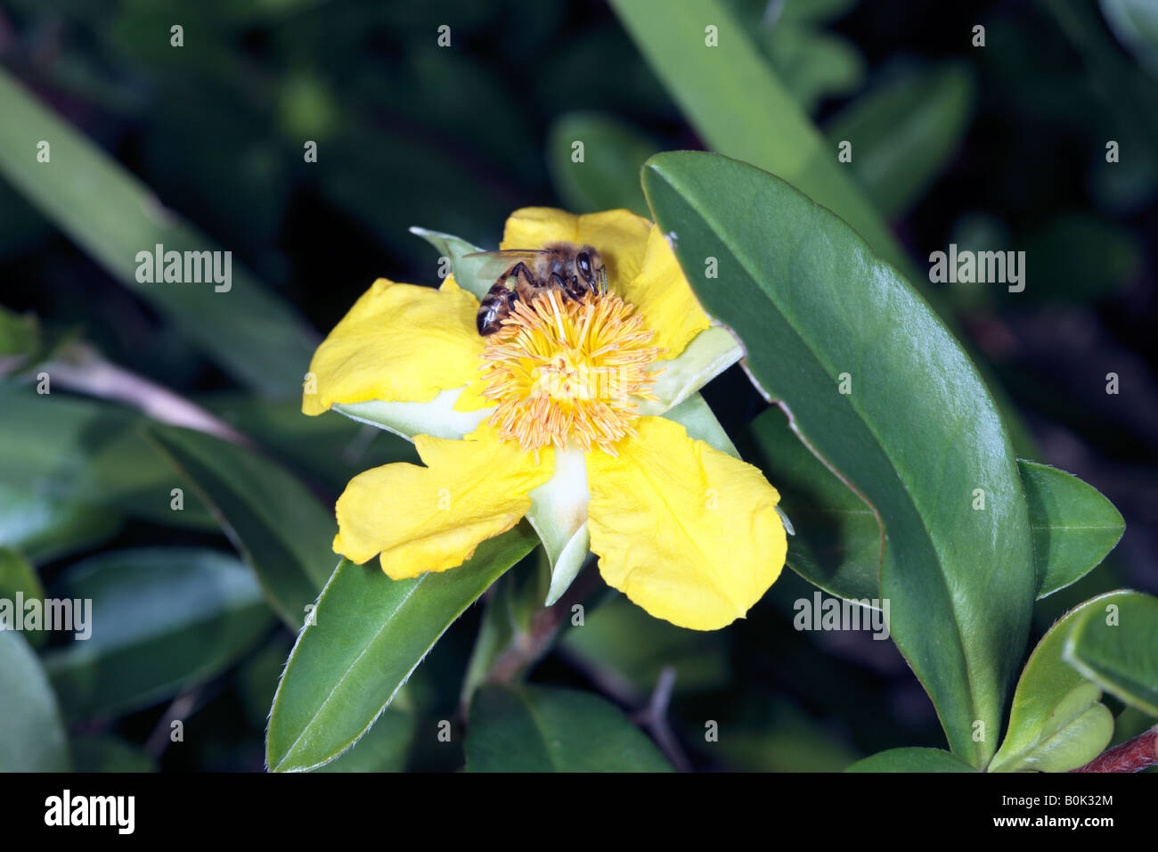 Climbing Guinea Flower [Family Dilleniaceae] and Honey Bee -Hibbertia scandens and Apis mellifera Stock Photo