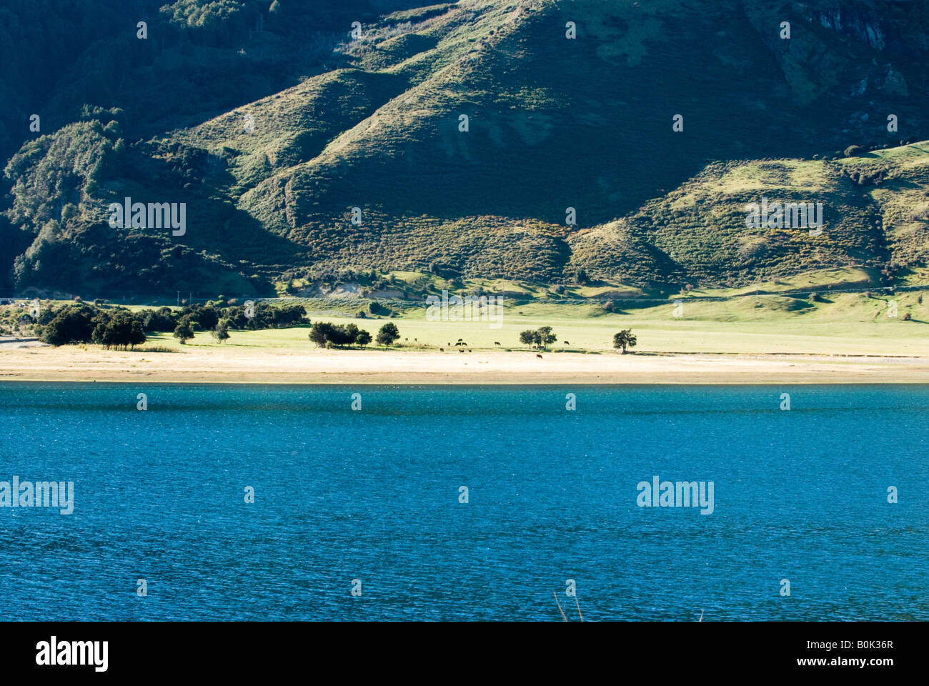 Cattle graze on the shore of Lake Hawea, Central Otago, New Zealand Stock Photo