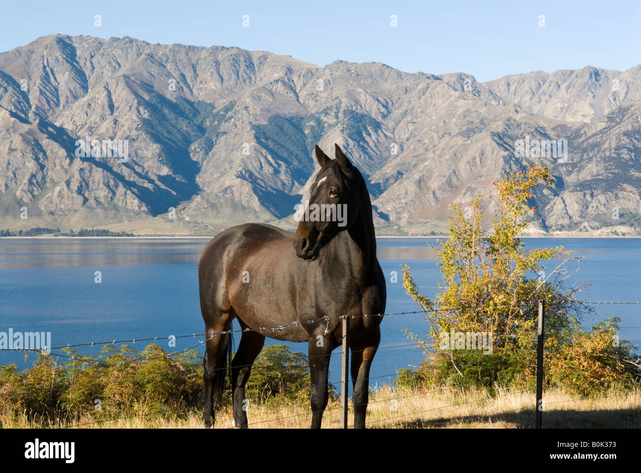 Horse in front of Lake Hawea, Cnetral Otago, New Zealand Stock Photo