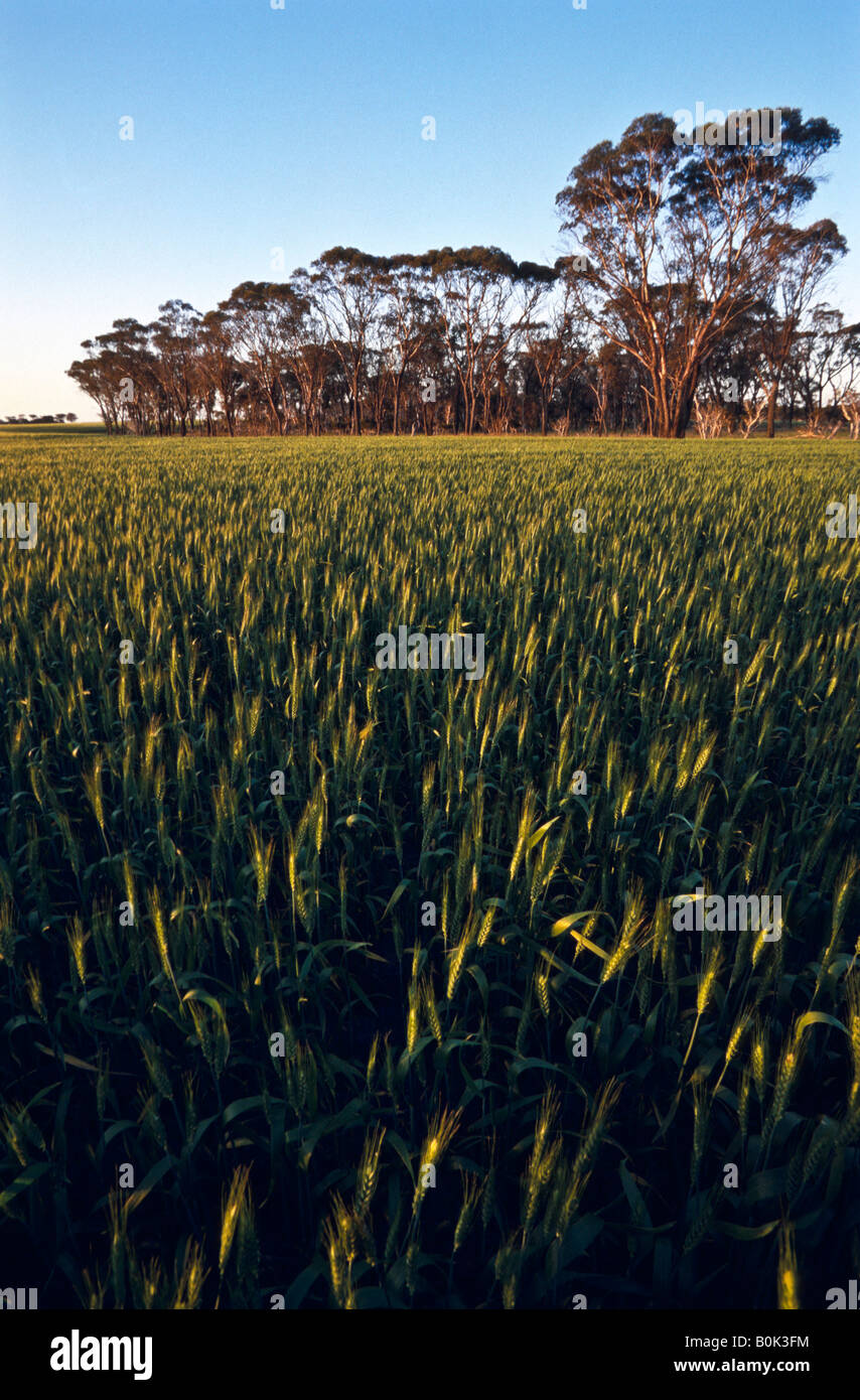 Wheatfield, Western Australia Stock Photo