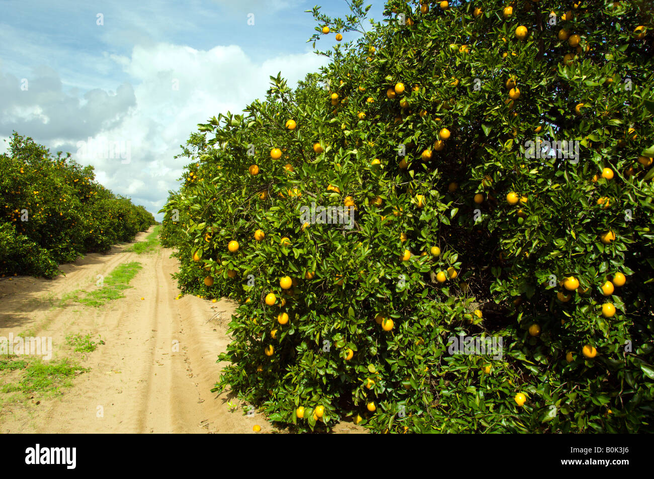 Orange orchards near Haines City Florida USA Stock Photo