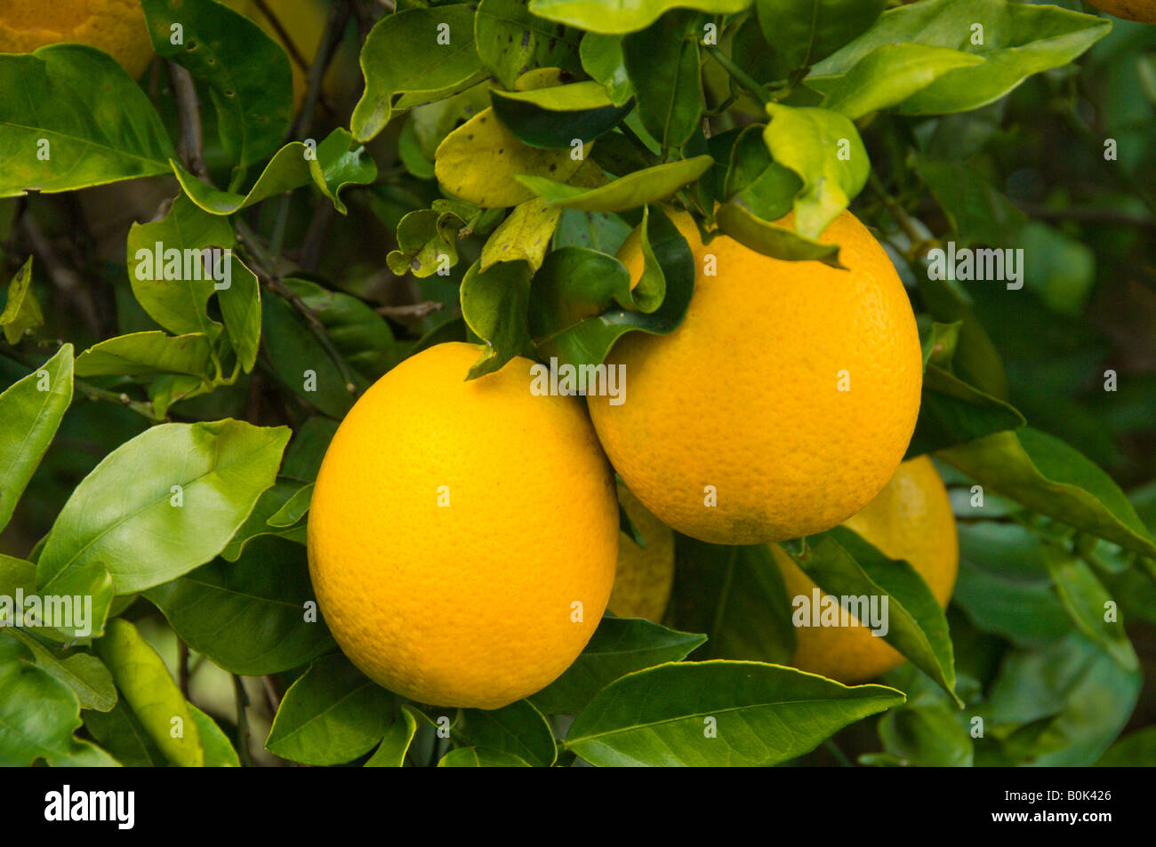 Orange orchard florida hires stock photography and images Alamy