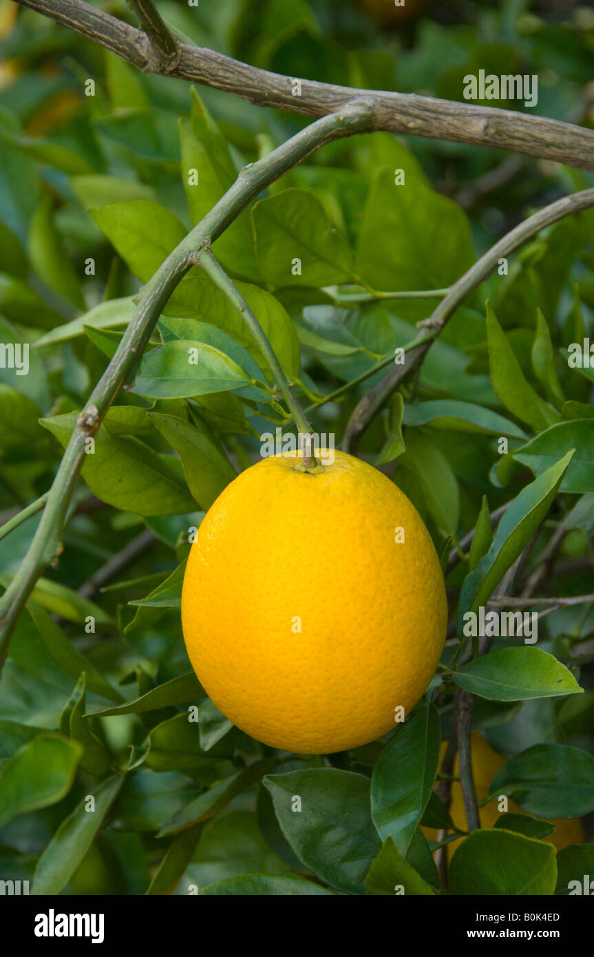 Orange orchard florida hires stock photography and images Alamy