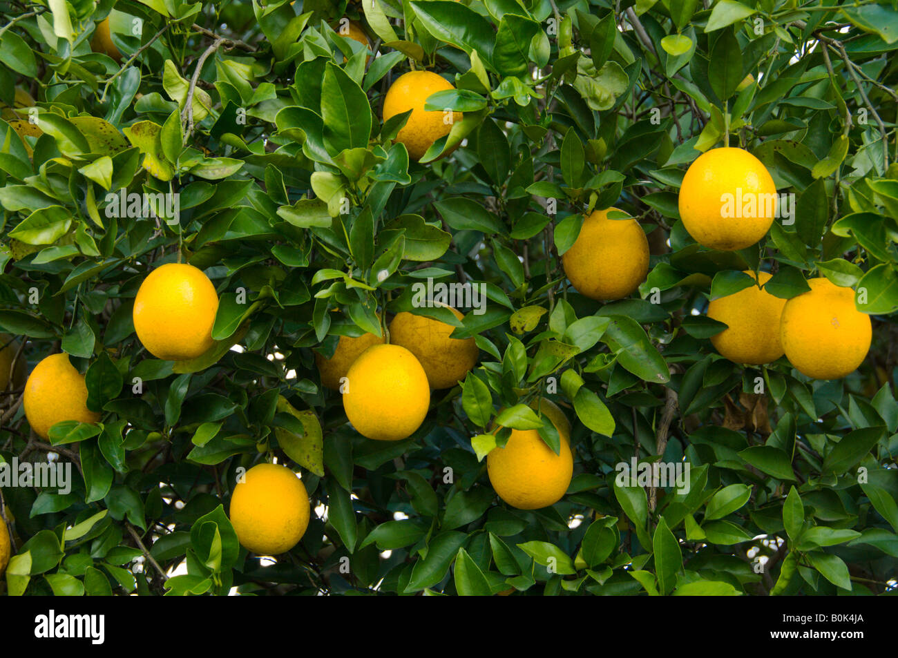 Oranges on tree florida hires stock photography and images Alamy
