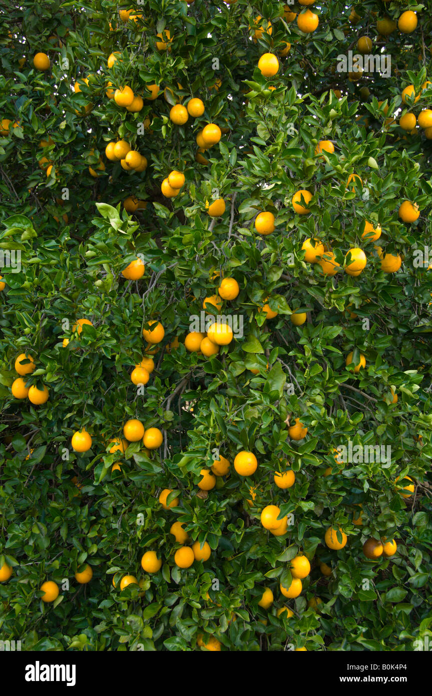 Oranges on tree florida hires stock photography and images Alamy