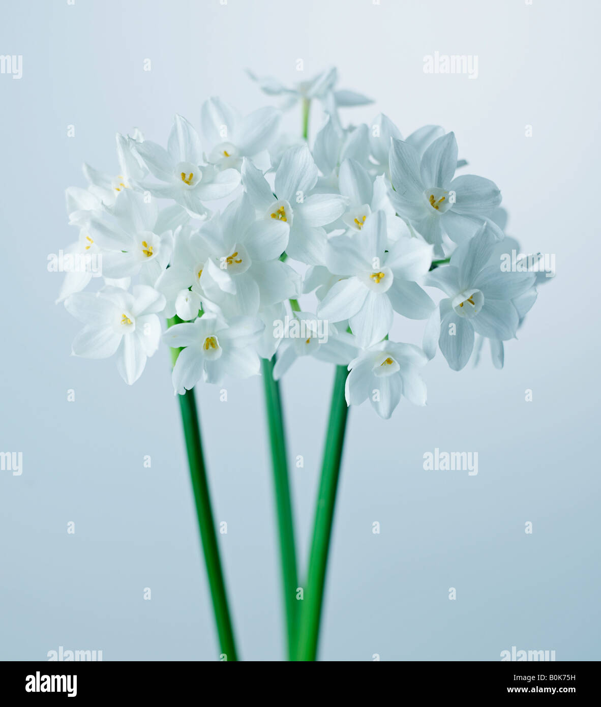 White Cut Flowers Stock Photo