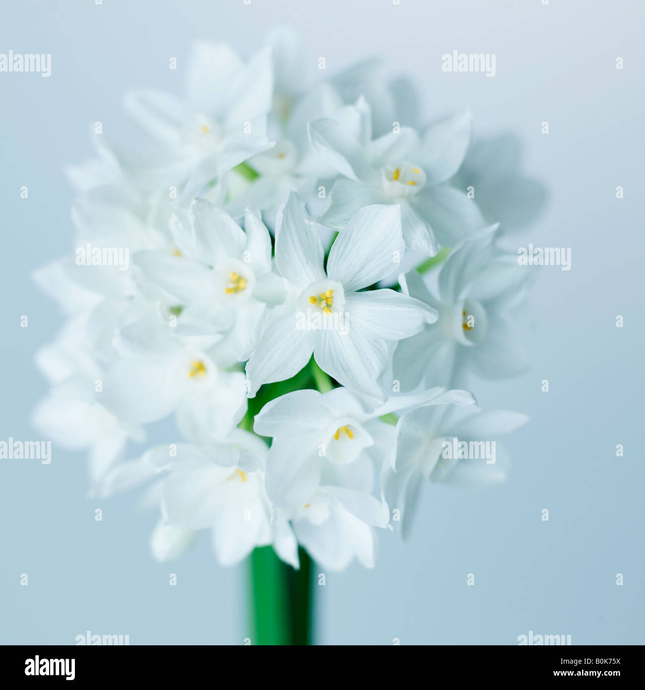 White Cutflowers Stock Photo