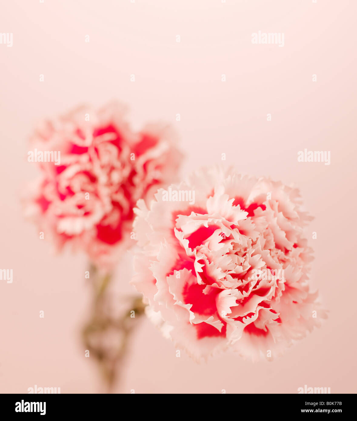 Pink Carnation Flowers Stock Photo Alamy