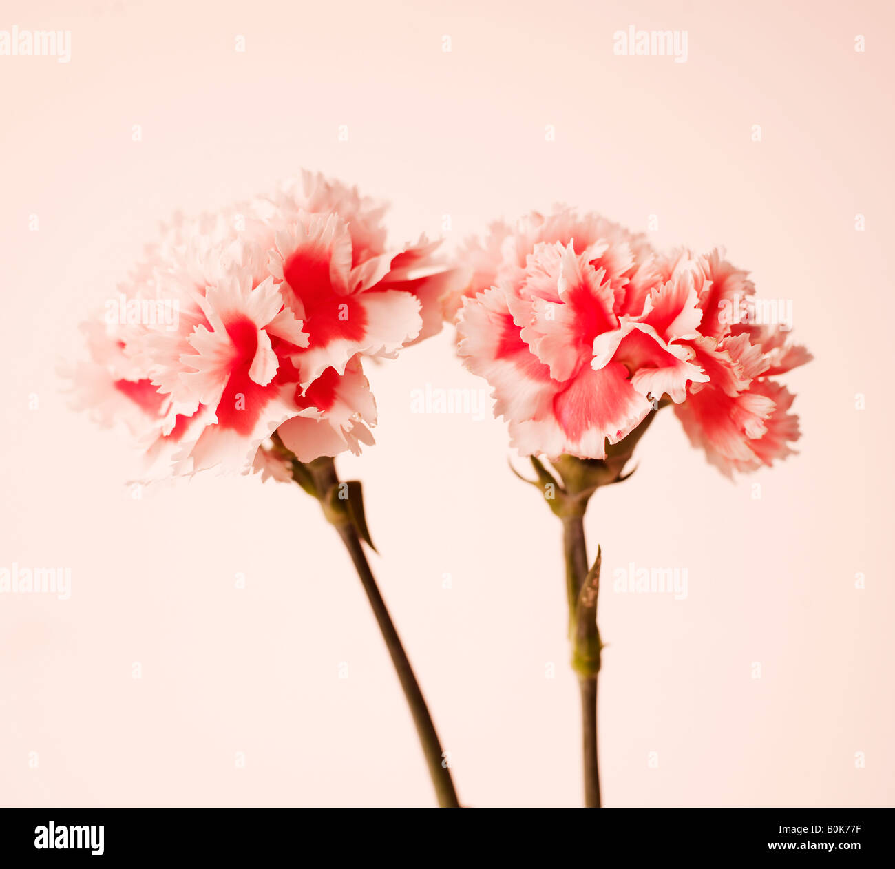 Pink Carnation Flowers Stock Photo Alamy