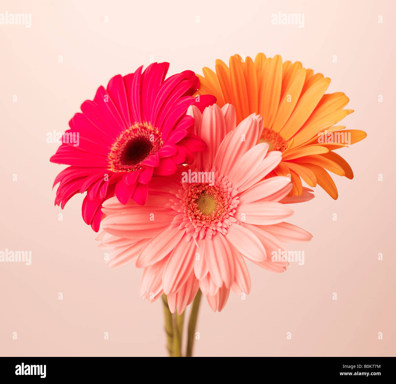 Side view orange gerbera daisy hires stock photography and images Alamy