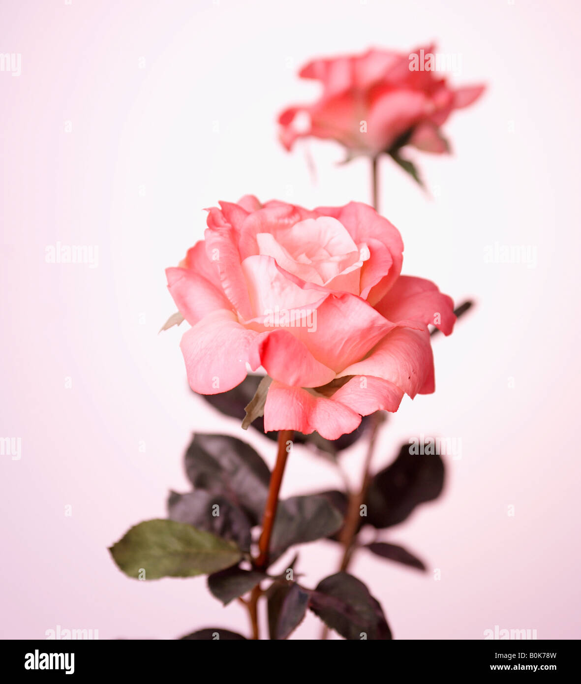 Pink Roses Side Angle The beauty of red and pink roses side by side hi-res stock photography ...
