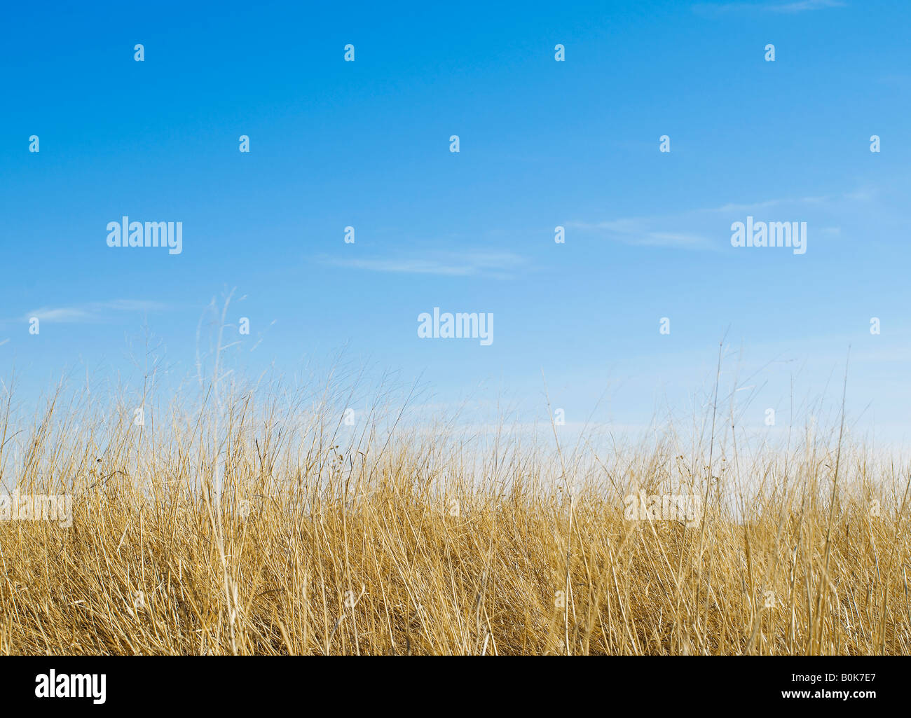 Dry grass field hi-res stock photography and images - Alamy